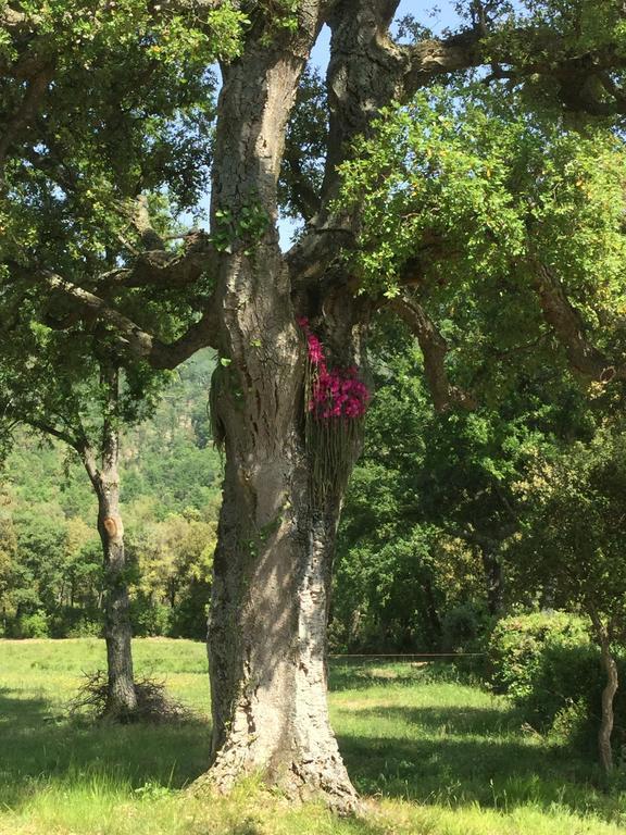 Agriturismo Colle Donatucci ξενώνας Castagneto Carducci Δωμάτιο φωτογραφία