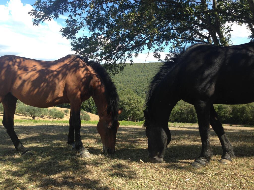 Agriturismo Colle Donatucci ξενώνας Castagneto Carducci Εξωτερικό φωτογραφία