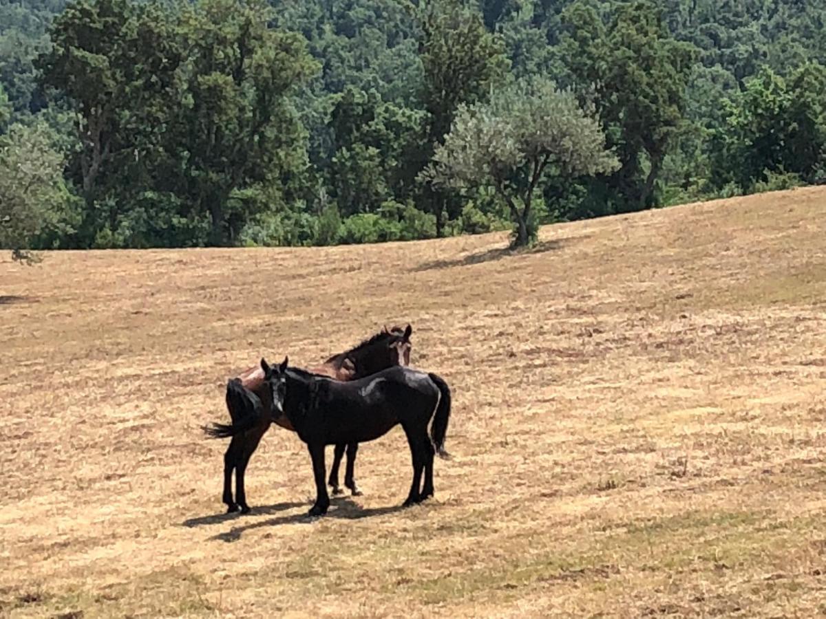Agriturismo Colle Donatucci ξενώνας Castagneto Carducci Εξωτερικό φωτογραφία